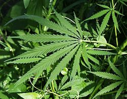 Cannabis