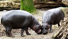 Sapo National Park contains the largest Pygmy Hippopotamus populations in Liberia.