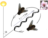 The honeybee's figure-eight dance is a fixed-action pattern that communicates information to other members of the group: the angle from the sun indicates the direction of a food source; the duration signifies its distance.