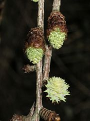 Male (above) and female (below right) cones of Japanese Larch emerging in spring.