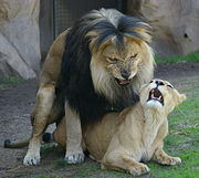 During a mating bout, a couple may copulate 20 to 40 times a day for several days