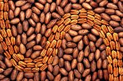Pecans with and without shells