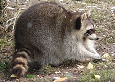 Common Raccoon