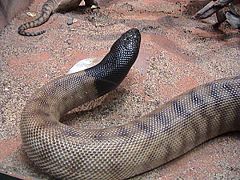 Black-headed python,Aspidites melanocephalus