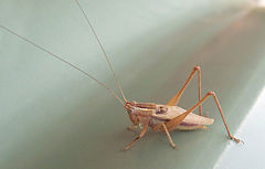 Note the long antennae of this tettigoniid