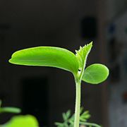 A cucumber sprout with its first leaves