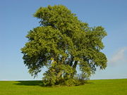 A group of poplars in a field.