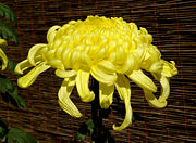 This flower is called Oogiku in Japanese. That means "big chrysanthemum." The size of this flower is around 200mm.