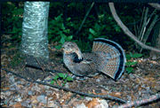 Drumming male.Photo by Don L. Johnson.