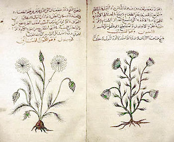 Dioscorides’ Materia Medica, copy in Arabic c. 1334, describes medicinal features of cumin and dill.