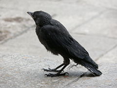 fledgling