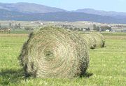 Good quality hay should be green, not too coarse, and contain plant heads and leaves as well as stems. This is fresh grass/alfalfa hay, newly baled.