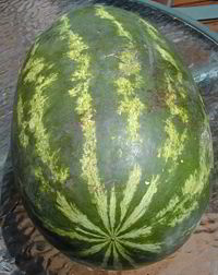 Citrullus lanatus