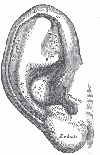 Ear