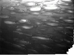 A school of herring