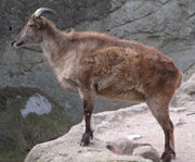 Himalayan Tahr, Hermitragus jemlahicus