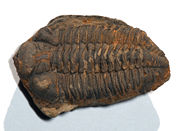 The trilobite Metacryphaeus caffer from the Devonian period fossil beds of Bolivia