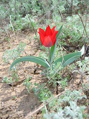 Wild tulip in the steppes of Kazakhstan.