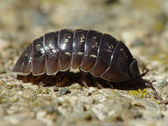 A species of pillbug, Armadillidium vulgare