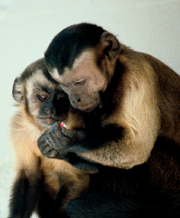Tufted Capuchin (Cebus apella)