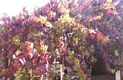 Vitis coignetiae with autumn leaves