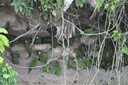 Parrots at a clay lick in Ecuador. Consuming clay neutralizes toxins in the diet.