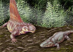 Two carnivores of the lower Permian: Dimetrodon (left), a mammal-like "reptile," and Eryops megacephalus, (right), a semi-aquatic amphibian.