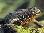 Despite the common name of toad, the European fire-bellied toad (Bombina bombina) prefers a watery habitat