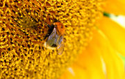 Bumblebee collecting pollen from a sunflower.