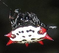 Spinyback orbweaver