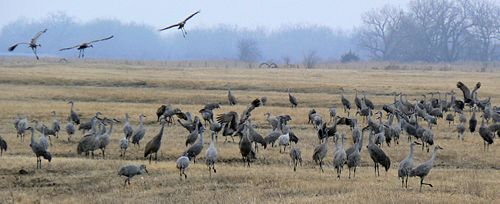 Sandhill cranes, Grus canadensis, in Nebraska