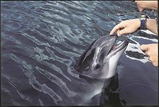 Phocoena phocoena, harbor porpoise