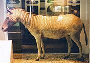 Quagga specimen at Natural History Museum, London.