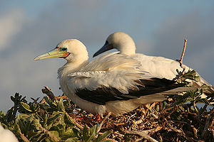 Red-footed booby.