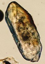 Optical microscope photograph; the length of the crystal is about 250 micrometers