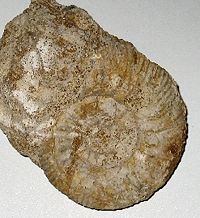 Ammonite species, Jurassic era
