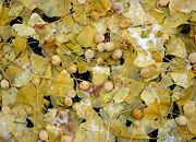 Autumn leaves and seeds