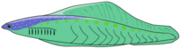 Haikouichthys is a fossil agnathan.