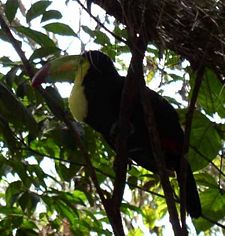The keel billed toucan, the national bird of Belize.