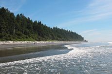 Olympic Peninsula. Temperate rain forests often grow right up to the shoreline.