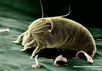 Rust mite (size: 30 micrometres)