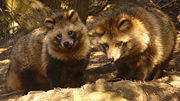 Racoon dogs