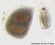 Resting egg pouch (ephippium) and the juvenile Daphnid that just hatched from it.
