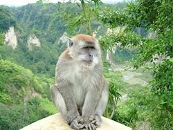 Crab-eating macaque (Macaca fascicularis)