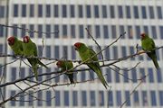 Feral Red-masked parakeets in San Francisco. The population is the subject of the book and film, The Wild Parrots of Telegraph Hill.