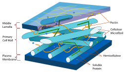 Molecular structure of the primary cell wall in plants.