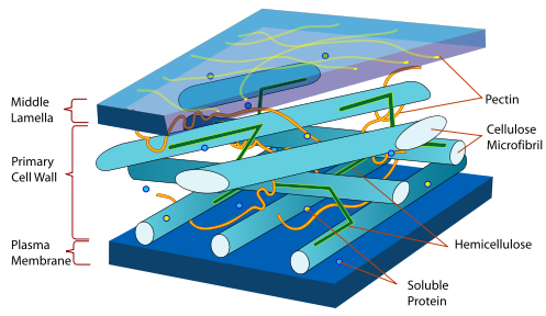 Image:Plant cell wall diagram.svg