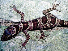 Cyrtodactylus phongnhakebangensis, a newly found species in Phong Nha-Ke Bang National Park