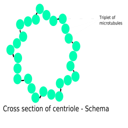 Image:Centriole-schema.SVG