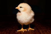 A day-old chick